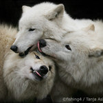 Dejme hlavy dohromady !