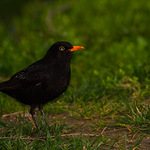 Drozd