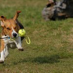 hoď to ještě jednou a kousnu tě