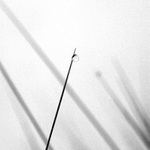 travní minimalismus