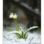 Zasněžená Bledulka :)