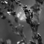 flora
