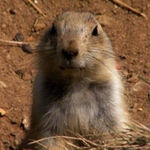 Už zase svišťíme...