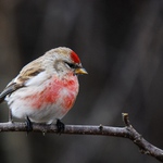 Čečetka zimní v jarním peří