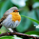 Urousaná červenka II.