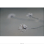 ... traja kamaráti ...