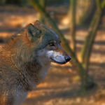 Nepřítel Karkulky  :-)