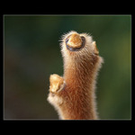 chlupaté předjaří