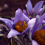 no po dešti .. jak jinak..;)