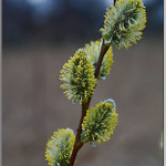 letos první žlutá