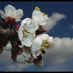 Jar vnašej záhrde!