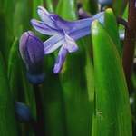 Jar vnašej záhrade!