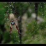 Orosené provazníček