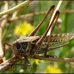 Kobylka malá ................