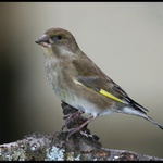 paní Zvonková zelená