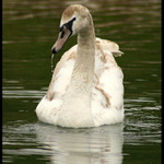 Chladné osvieženie