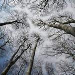 pak že nerostou až do nebe