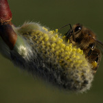 První jarní včelička