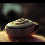 opuštěné obydlí I.