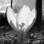 Krokus