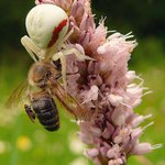 Lovec,oběť a divák