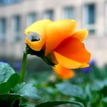 ...dalsi objev z jarni zahradky...