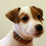 Hard worker Duane Dibbley