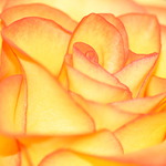 Lovely Rose