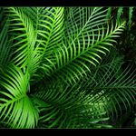 kapraďová geometrie