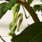 kudlanka