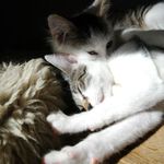 Miu Vs Yuko