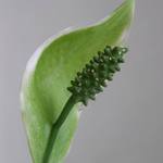 Spathiphyllum