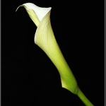 Calla