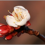 Snad již nezmrznou.