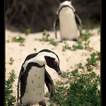 Z Krugerova parku v JAR