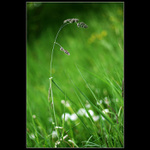 NA STRÁŽI V TRÁVE