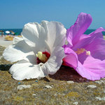 ibišteky a vôňa mora