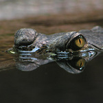 Gharial - pohledy plné tajemství