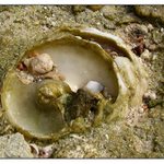 zkamenělinová abstrakce