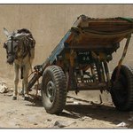 osamělost jednoho egyptského oslíka