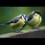 Sýkoří kámoši 4