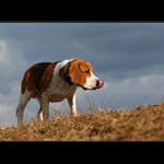 Beagle