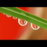 Love in drops