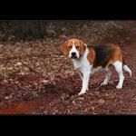 Můžu si dát loka?