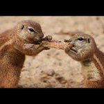 Každý chvilku tahá pilku