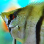 Skalára před terčovcem