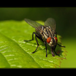 ...mlsný jazýček...