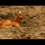 ...siesta...