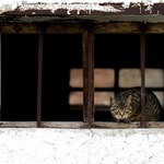 .....a venku štěkal pes