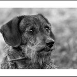 ...můj pes jí kosti...